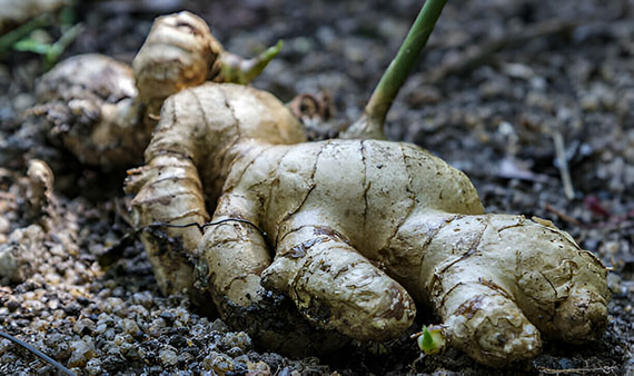 Ginger Plant